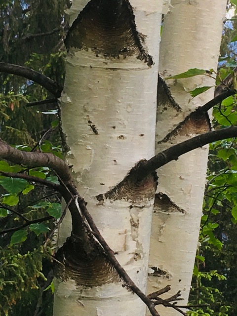 Detalle de un abedul