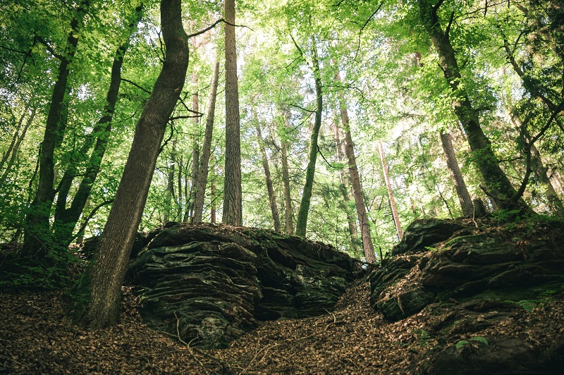 Die waldeinsamkeit es un sentimiento en el bosque