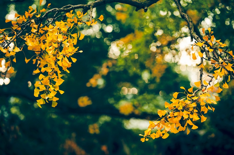 Un ginkgo biloba llega a Annecu