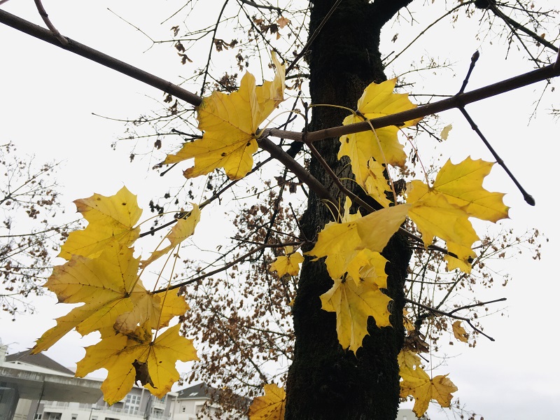Hoja de arce en otoño