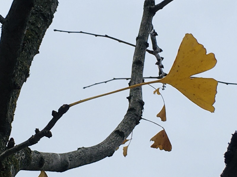 Una hoja de Ginkgo Biloba en otoño