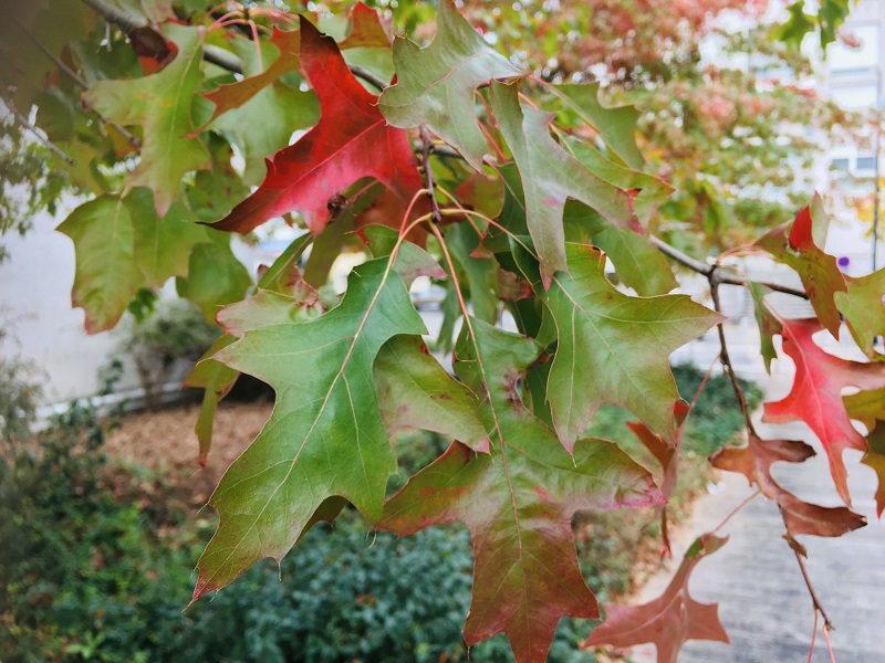 Hojas de roble rojo en otoño