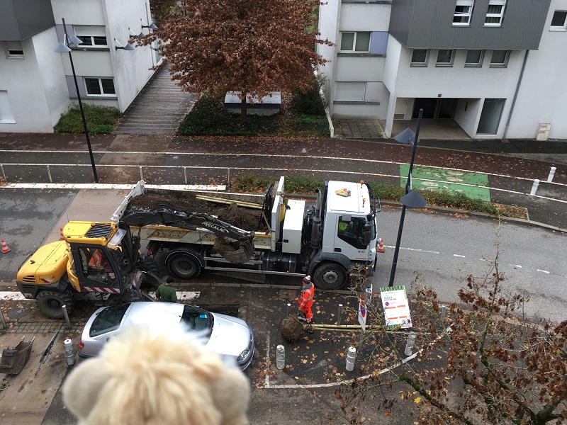 Llegada del ginkgo biloba a Annecy