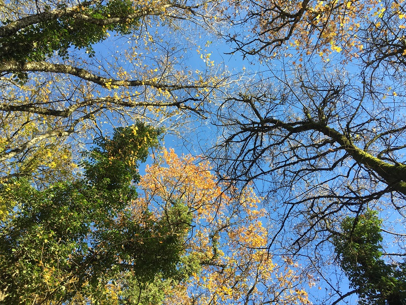 Shirin-Yoku los baños de bosque como terapia