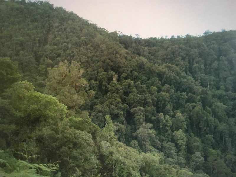 Bosque roble negro colombiano protegido en el Huila
