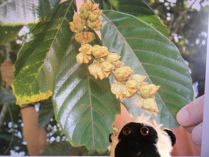 Hojas y frutos de roble negro colombiano