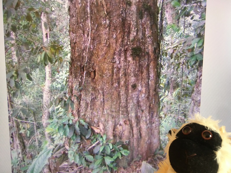Mimono en frente de un tronco de roble negro colombiano