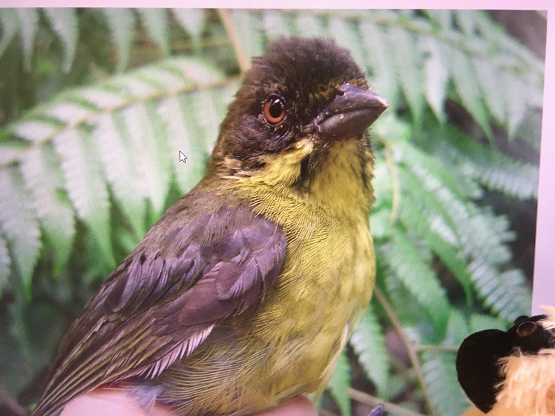 Pájaro endémico del bosque de roble negro colombiano