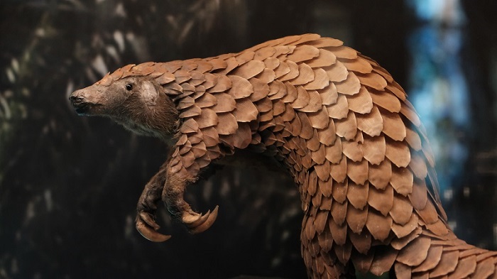 Pangolin sospechoso del Covid 19