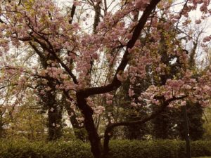 Prunus rosa palido