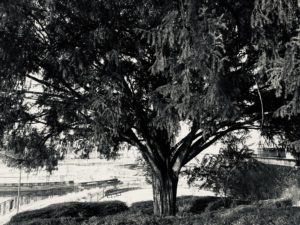 El Tejo